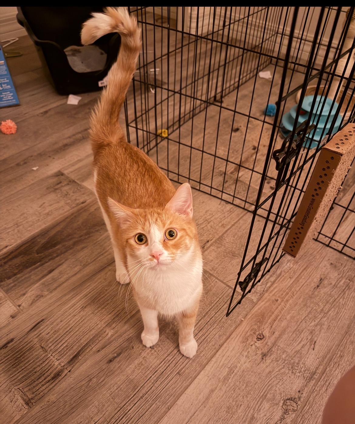 Enlarge Clover, a Adoptable Domestic Short Hair in Gilbert, AZ image 2/5