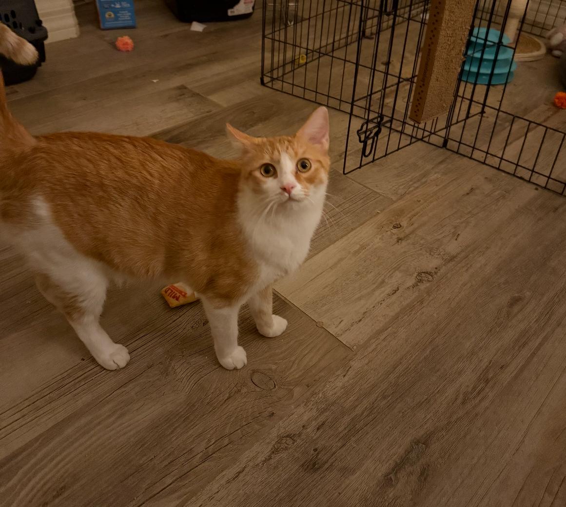 Enlarge Clover, a Adoptable Domestic Short Hair in Gilbert, AZ image 3/5