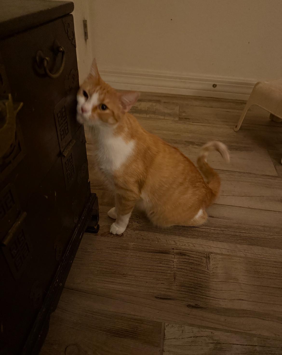 Enlarge Clover, a Adoptable Domestic Short Hair in Gilbert, AZ image 4/5