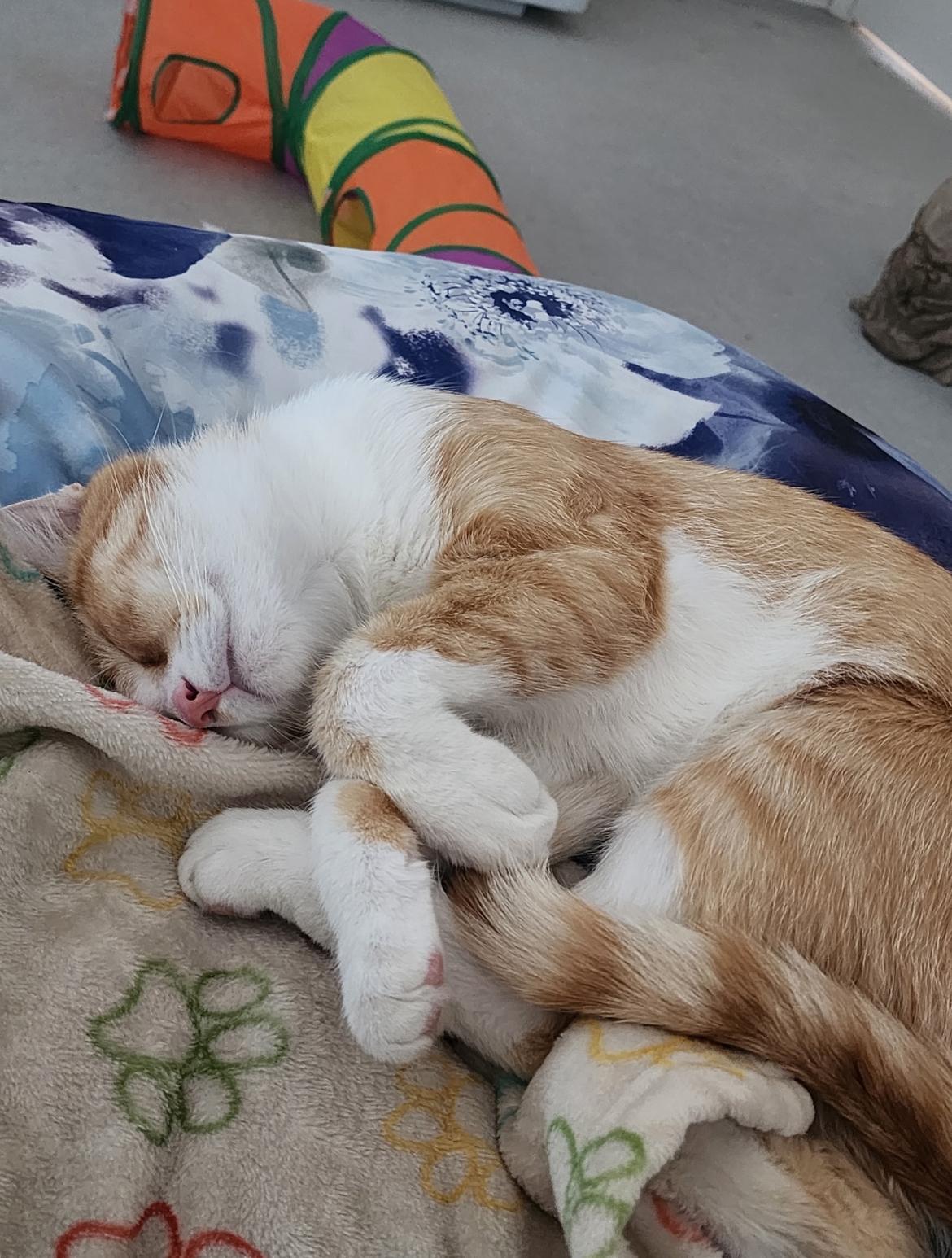 Enlarge Clover, a Adoptable Domestic Short Hair in Gilbert, AZ image 5/5