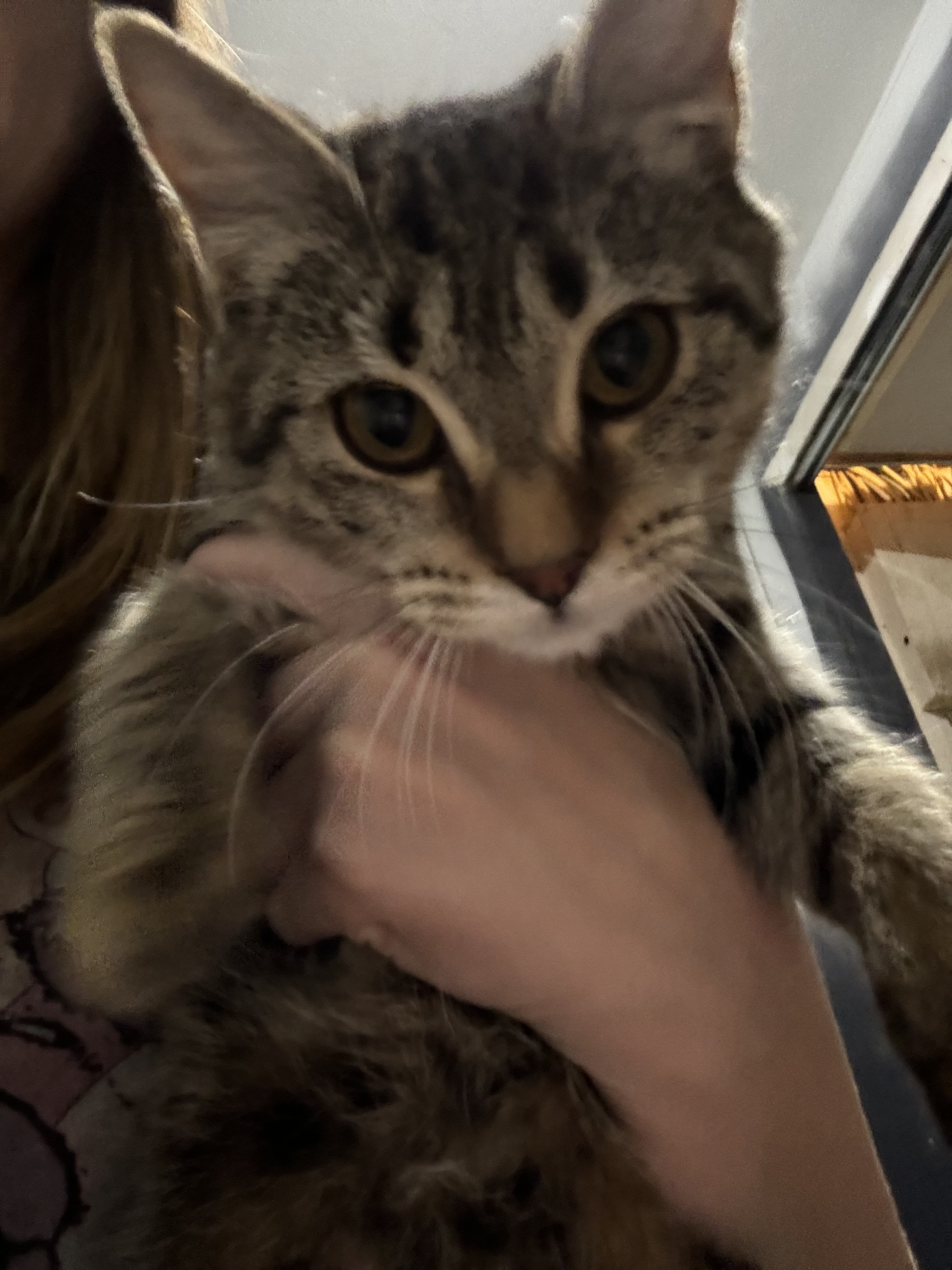 Cinnamon Roll, Adopted, Young Female Domestic Short Hair.