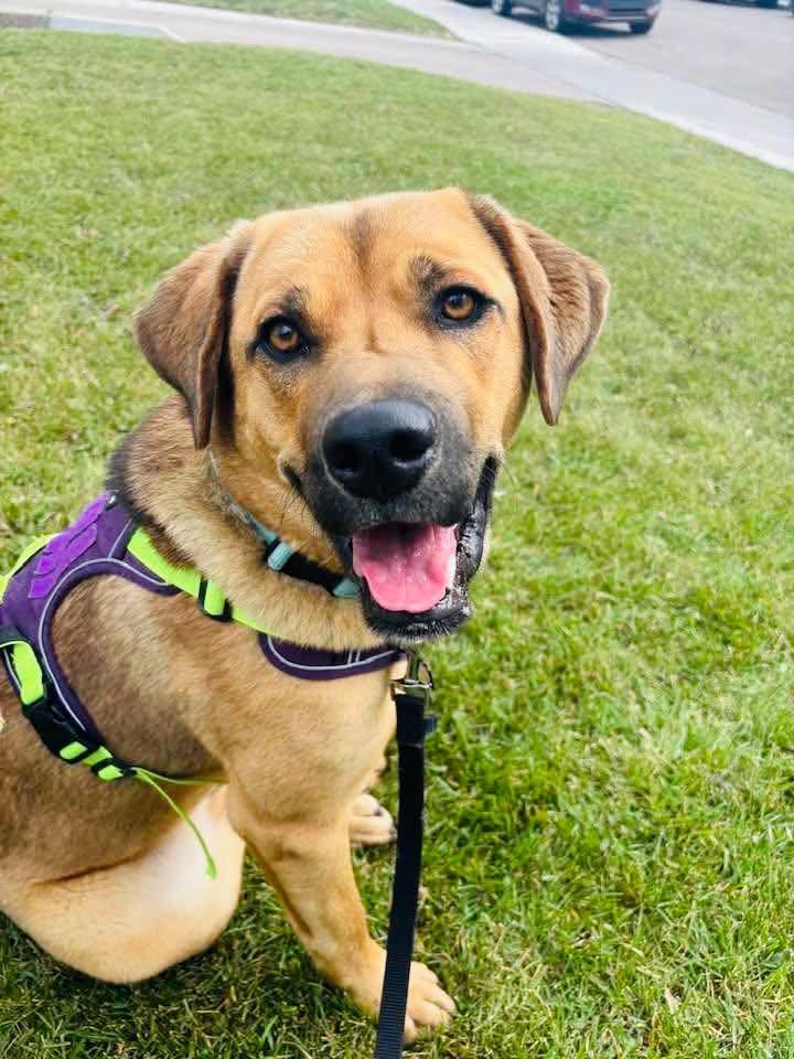 Enlarge Eros, a Adoptable mixed breed in Edmonton, AB image 4/4