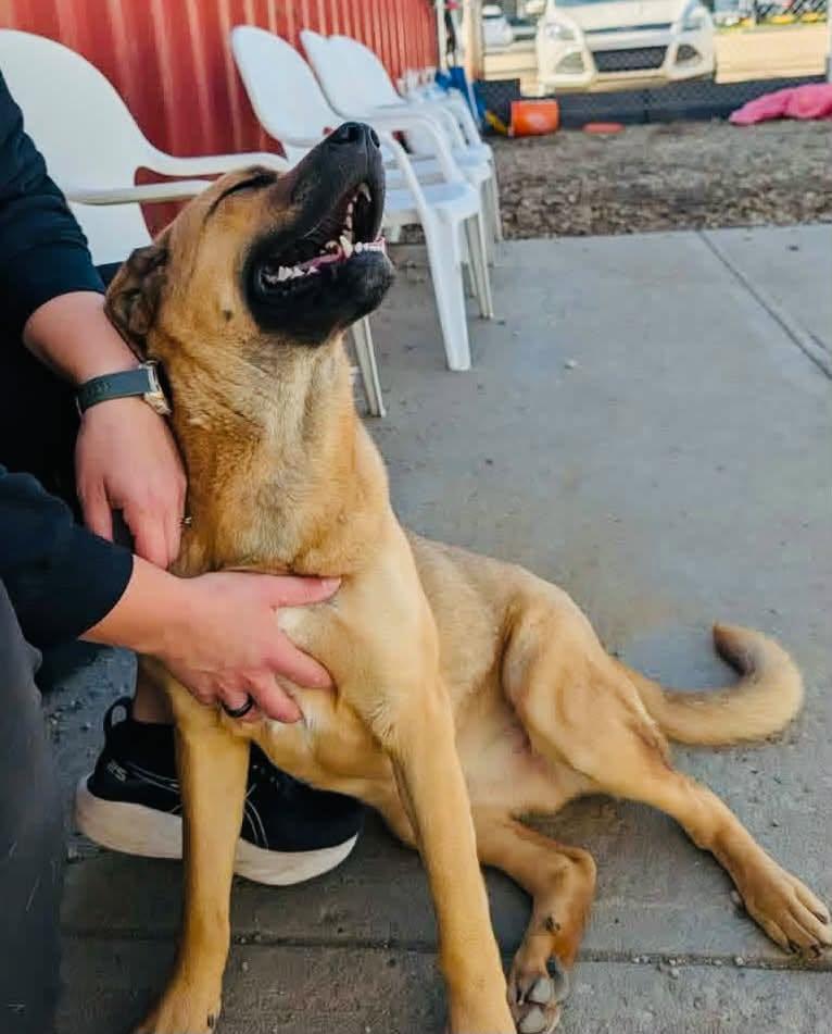 Enlarge Eros, a Adoptable mixed breed in Edmonton, AB image 3/4