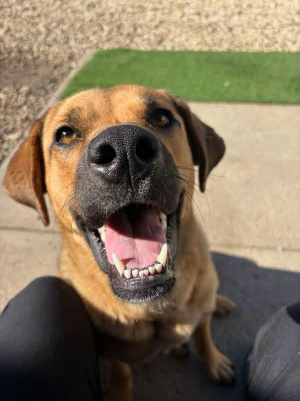 Enlarge Eros, a Adoptable mixed breed in Edmonton, AB image 1/4