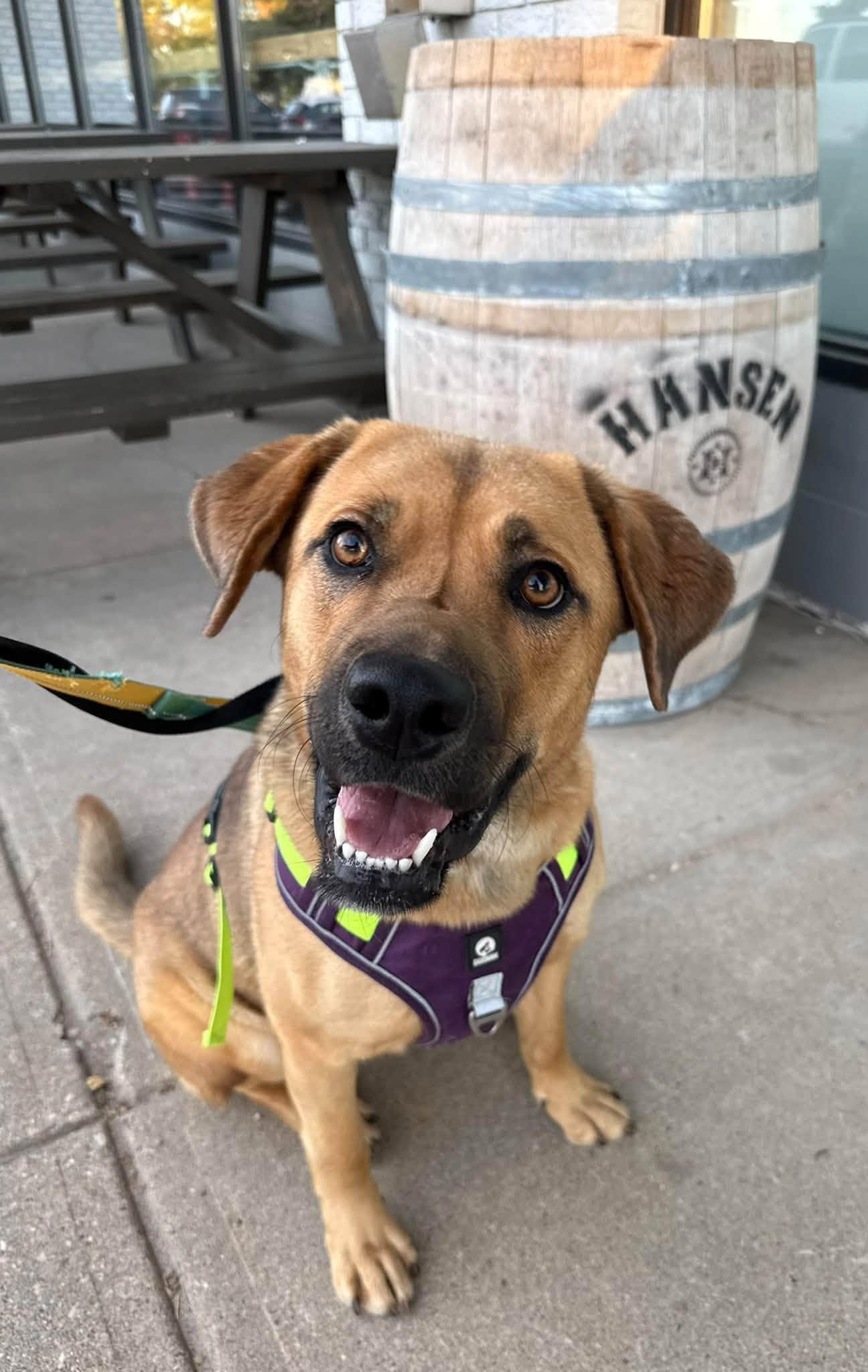 Enlarge Eros, a Adoptable mixed breed in Edmonton, AB image 2/4