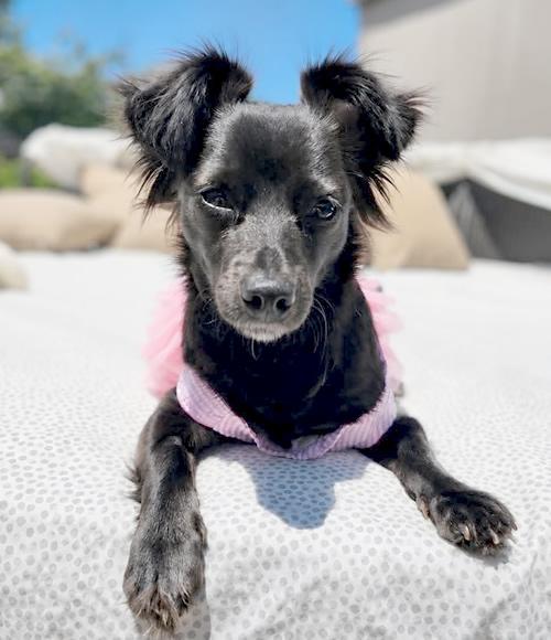 Wilma Flintstone, a ADOPTABLE mixed breed in Pittsburg, CA image 3/4