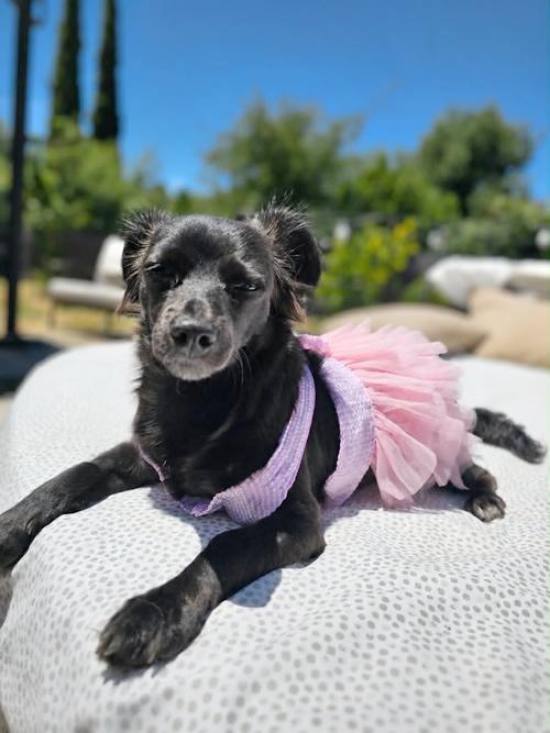 Wilma Flintstone, a ADOPTABLE mixed breed in Pittsburg, CA image 4/4