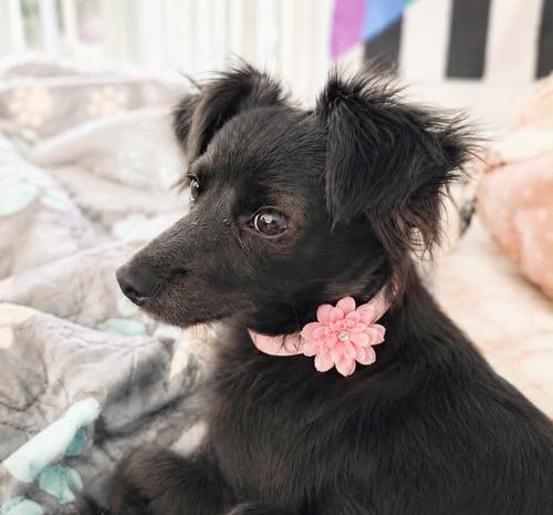Wilma Flintstone, a ADOPTABLE mixed breed in Pittsburg, CA image 1/4
