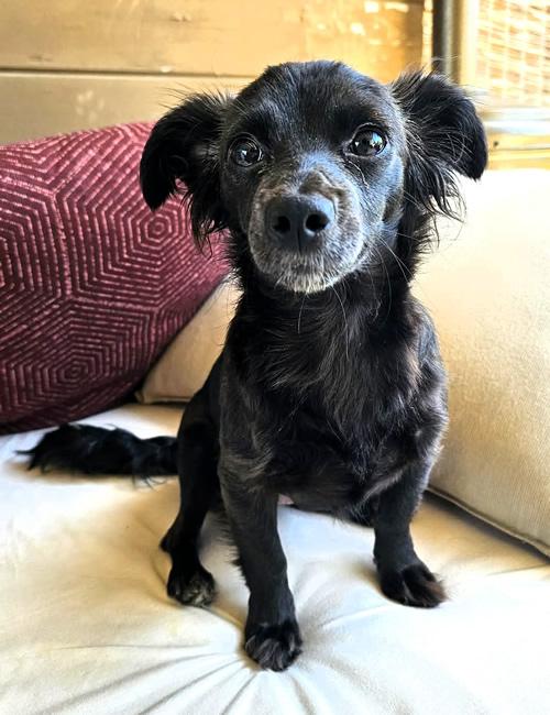 Wilma Flintstone, a ADOPTABLE mixed breed in Pittsburg, CA image 2/4