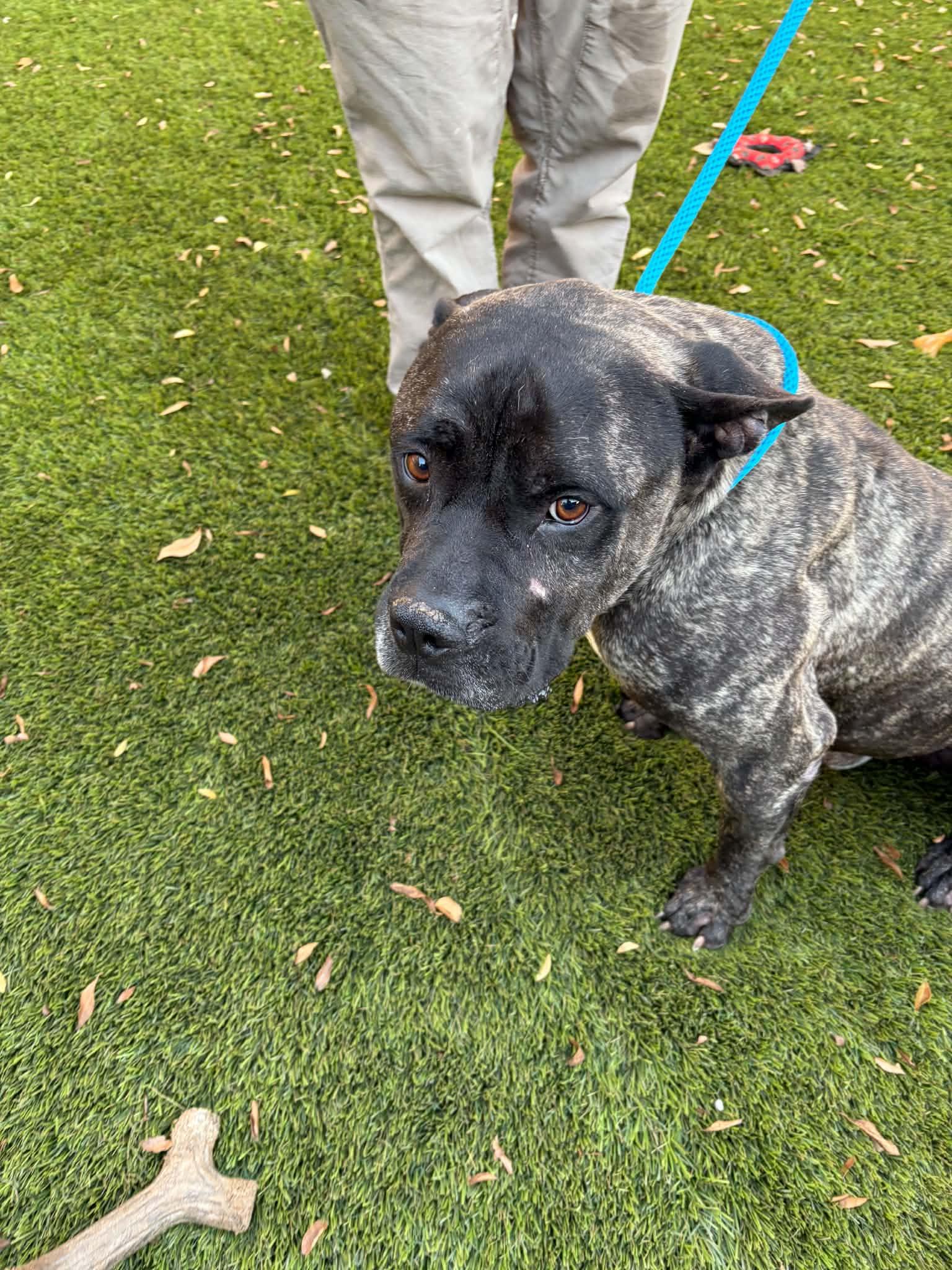 Calvin, Adoptable, Adult Male American Staffordshire Terrier.