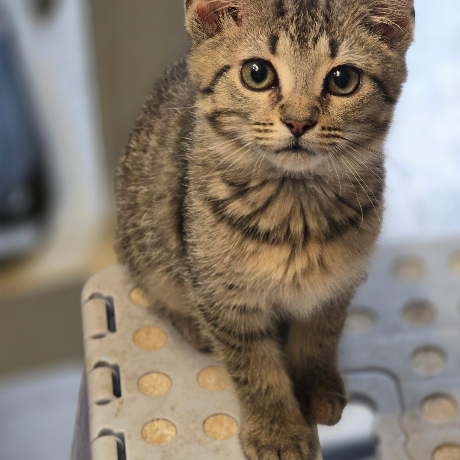 Leprechaun , adopted, Kitten Male Domestic Short Hair.
