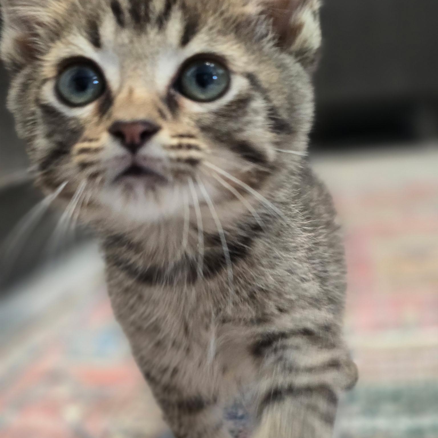 Enlarge Leprechaun , an adopted Domestic Short Hair in West Jefferson, OH image 3/5