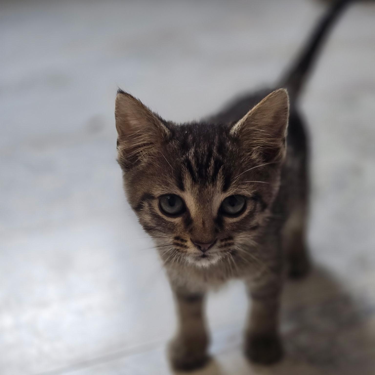 Enlarge Leprechaun , an adopted Domestic Short Hair in West Jefferson, OH image 2/5