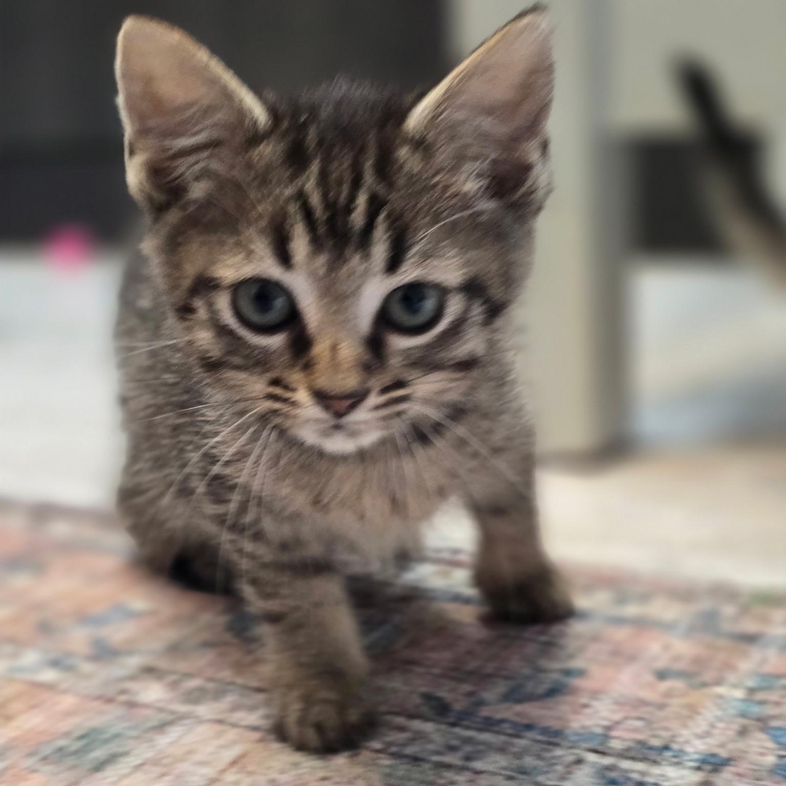 Enlarge Leprechaun , an adopted Domestic Short Hair in West Jefferson, OH image 4/5