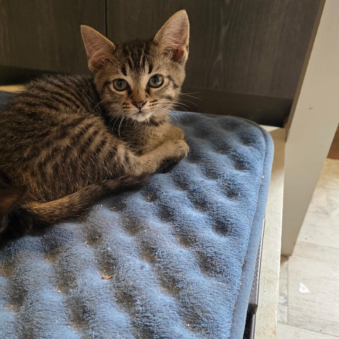 Enlarge Leprechaun , an adopted Domestic Short Hair in West Jefferson, OH image 5/5