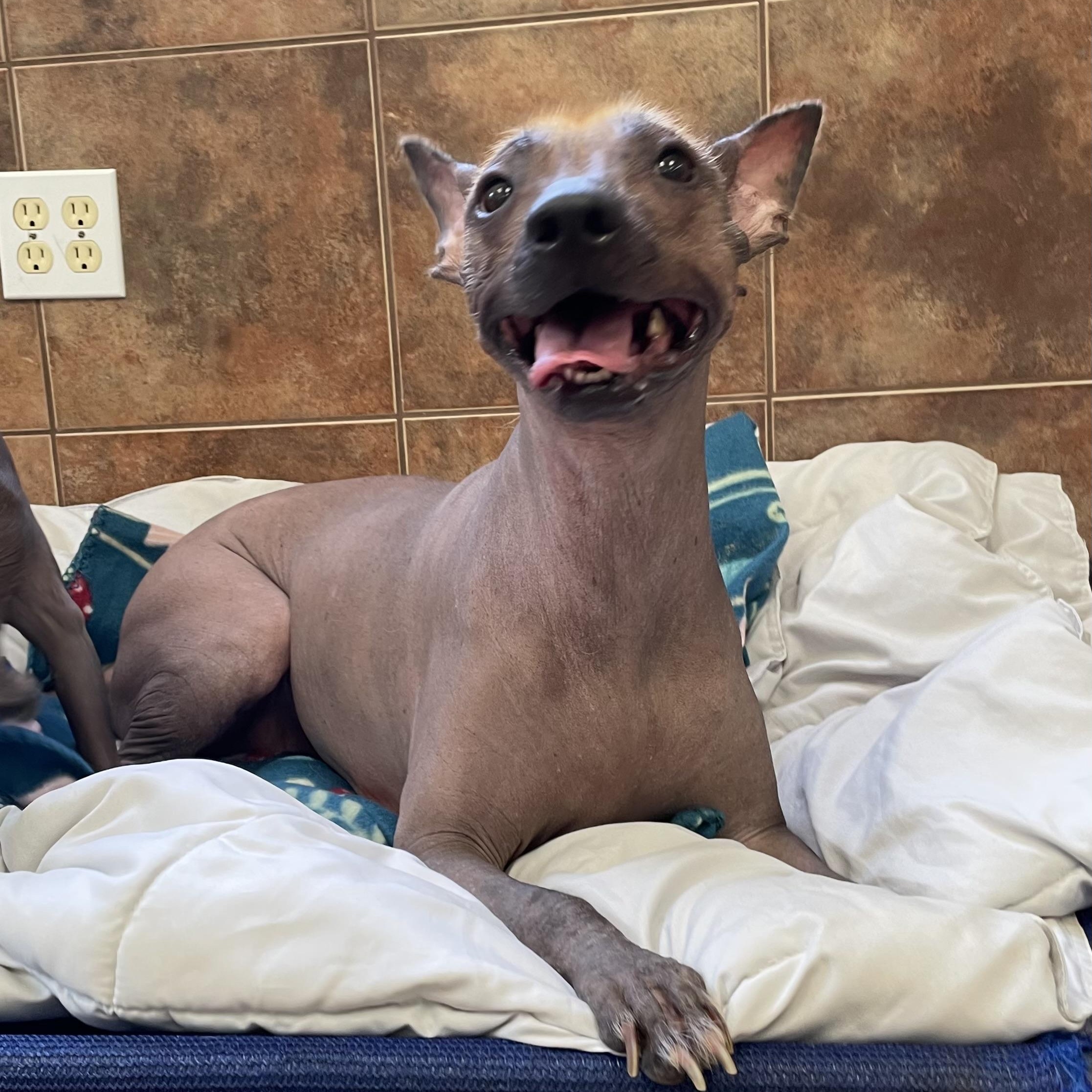 Hawkins, adopted, Adult Female Xoloitzcuintli / Mexican Hairless.