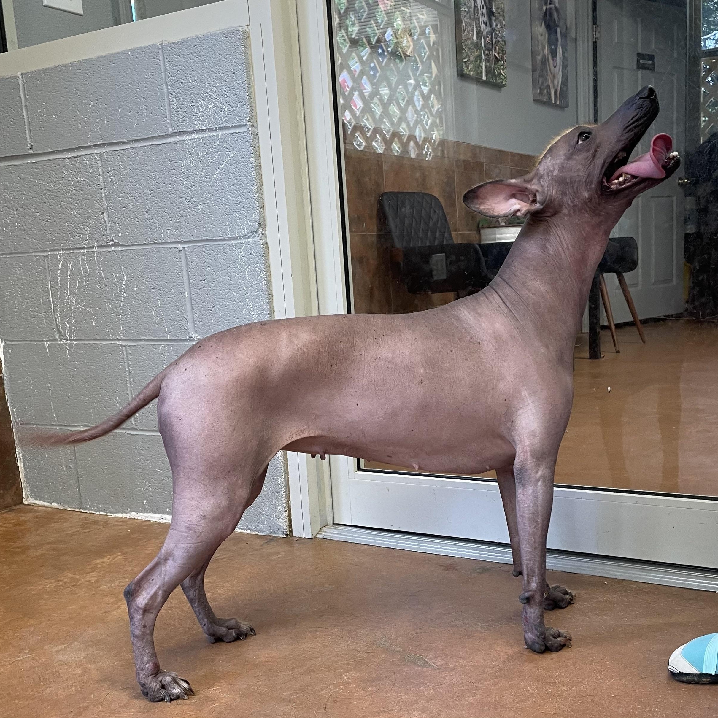 Hawkins, an adopted Xoloitzcuintli / Mexican Hairless in Heber Springs, AR image 5/6