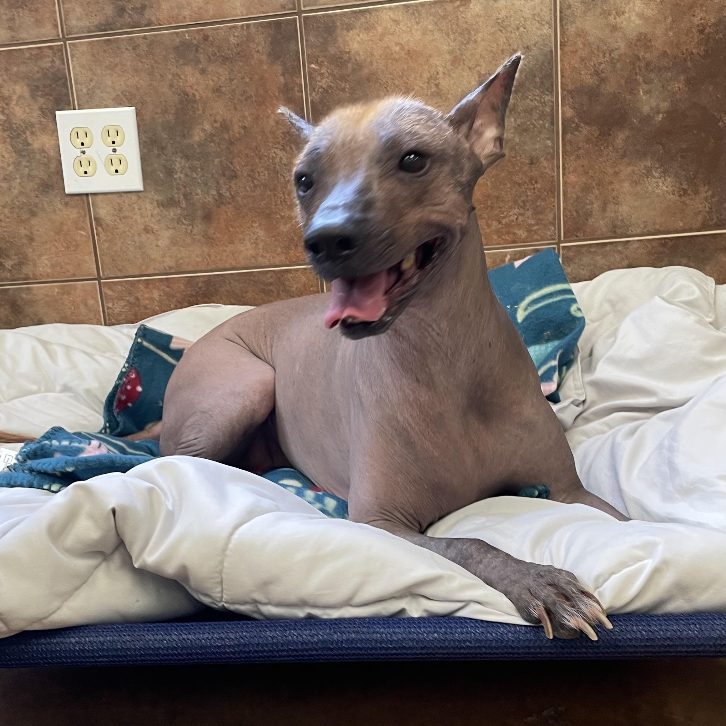Hawkins, an adopted Xoloitzcuintli / Mexican Hairless in Heber Springs, AR image 2/6