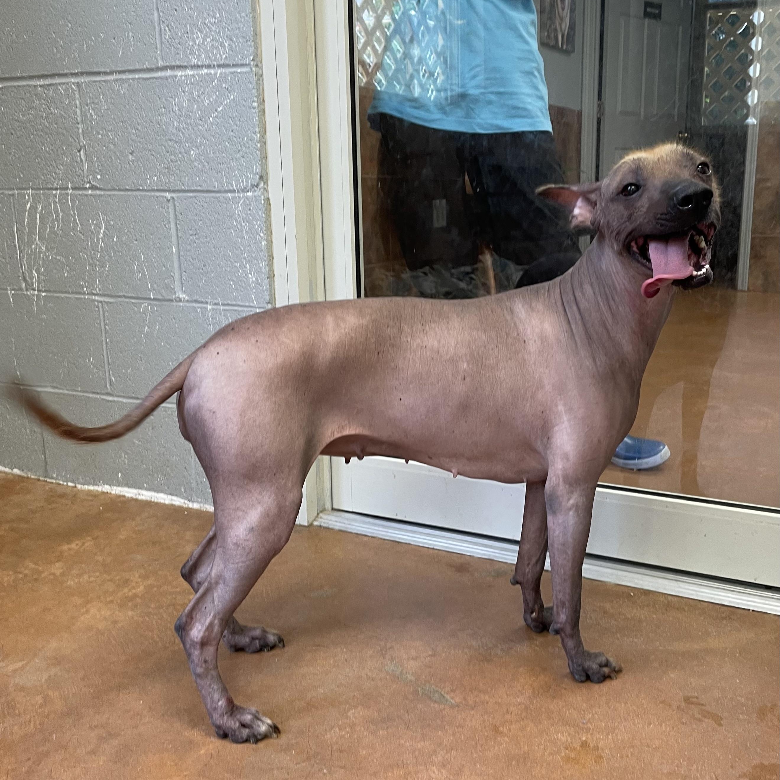 Hawkins, an adopted Xoloitzcuintli / Mexican Hairless in Heber Springs, AR image 4/6