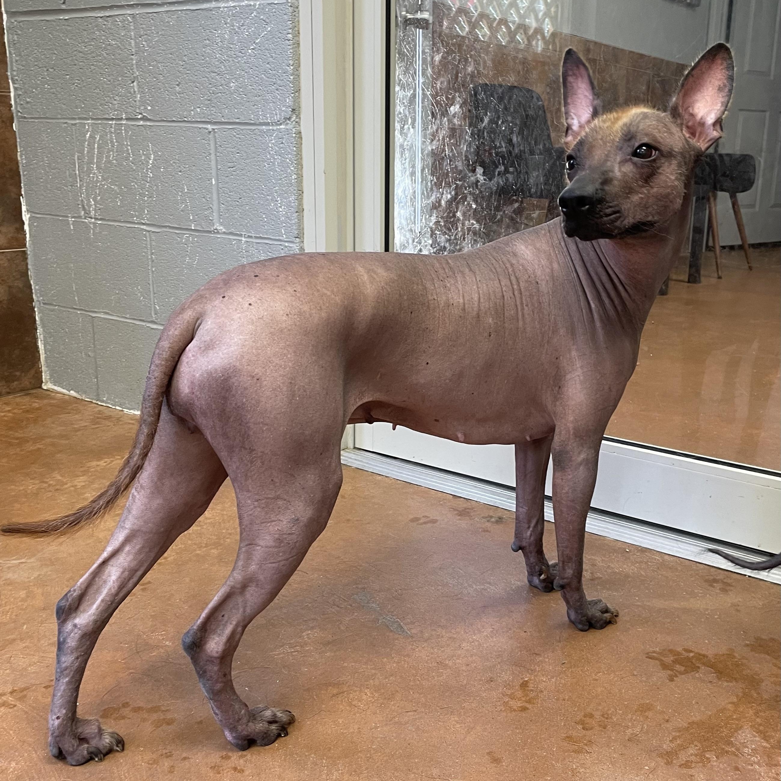 Hawkins, an adopted Xoloitzcuintli / Mexican Hairless in Heber Springs, AR image 3/6