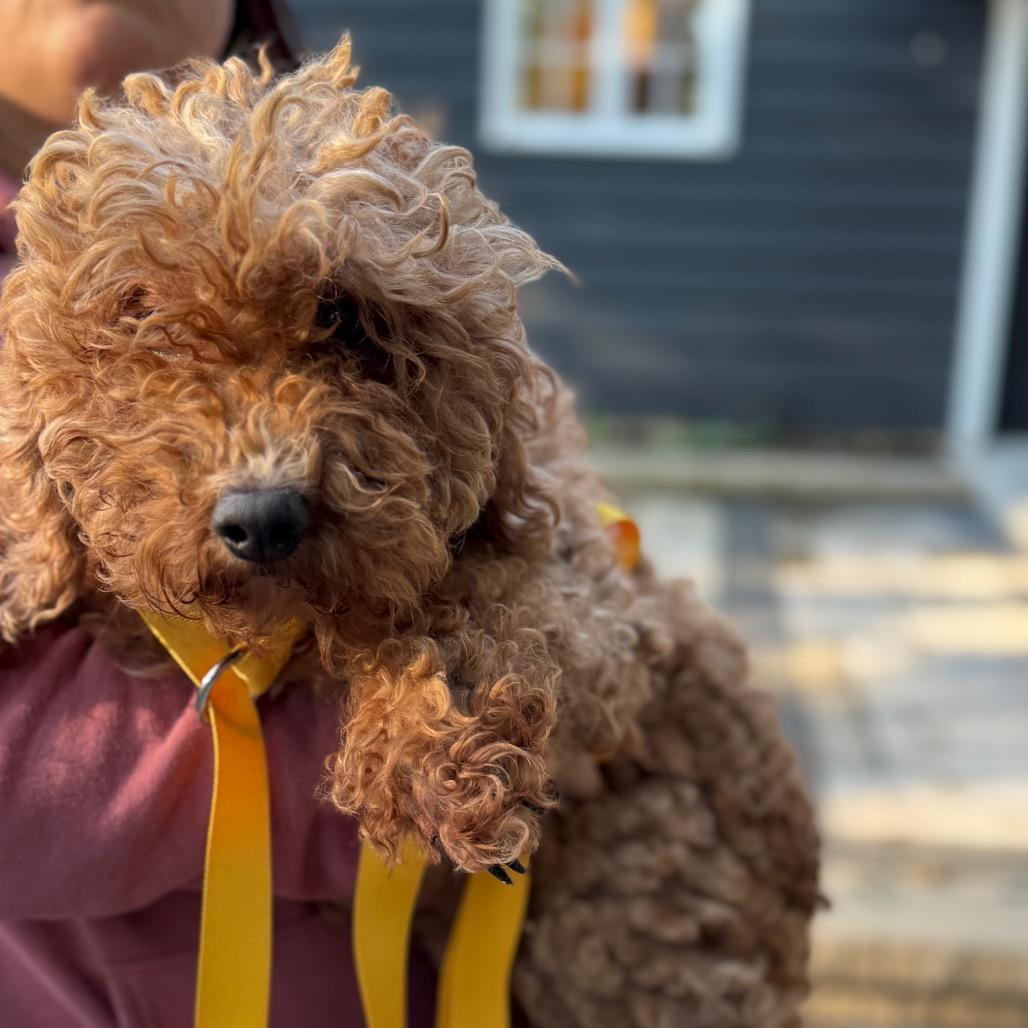 Vita, Adoptable, Adult Female Golden Retriever & Miniature Poodle.