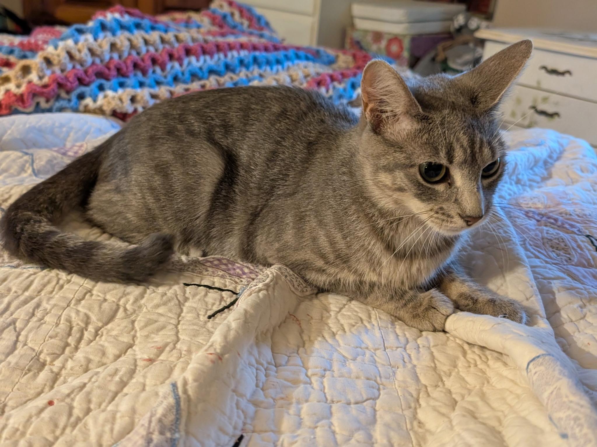 Matilda, Adoptable, Adult Female Domestic Short Hair.