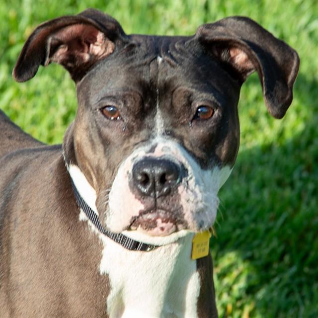 Enlarge SKIPPY, a Adoptable mixed breed in St. Louis, MO image 1/1