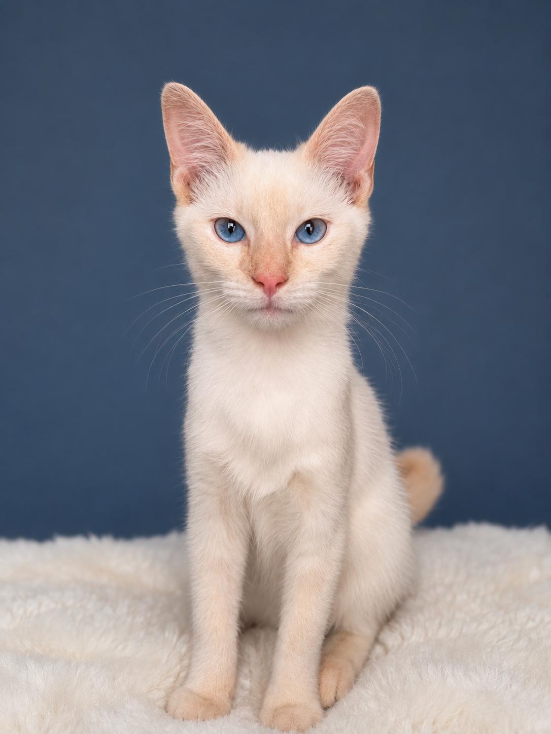 Enlarge Meowdonna, an adopted mixed breed in Fort Worth, TX image 1/1