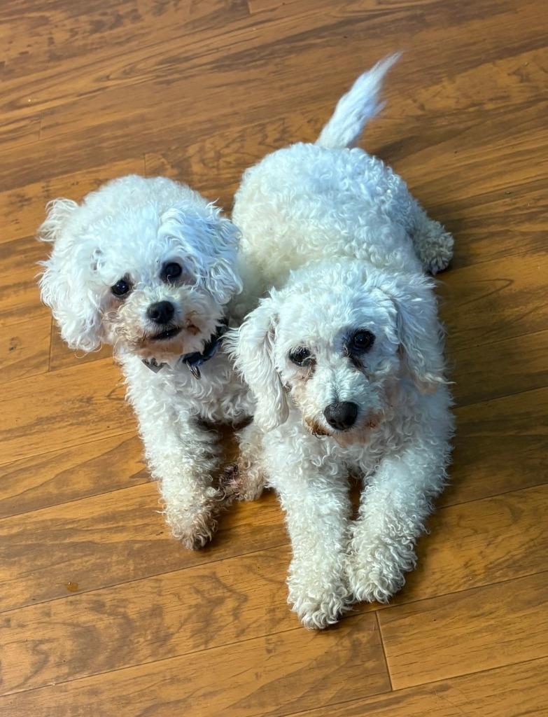 BF1 Brenda / BF2 Bernice, Adoptable, Senior Female Bichon Frise.