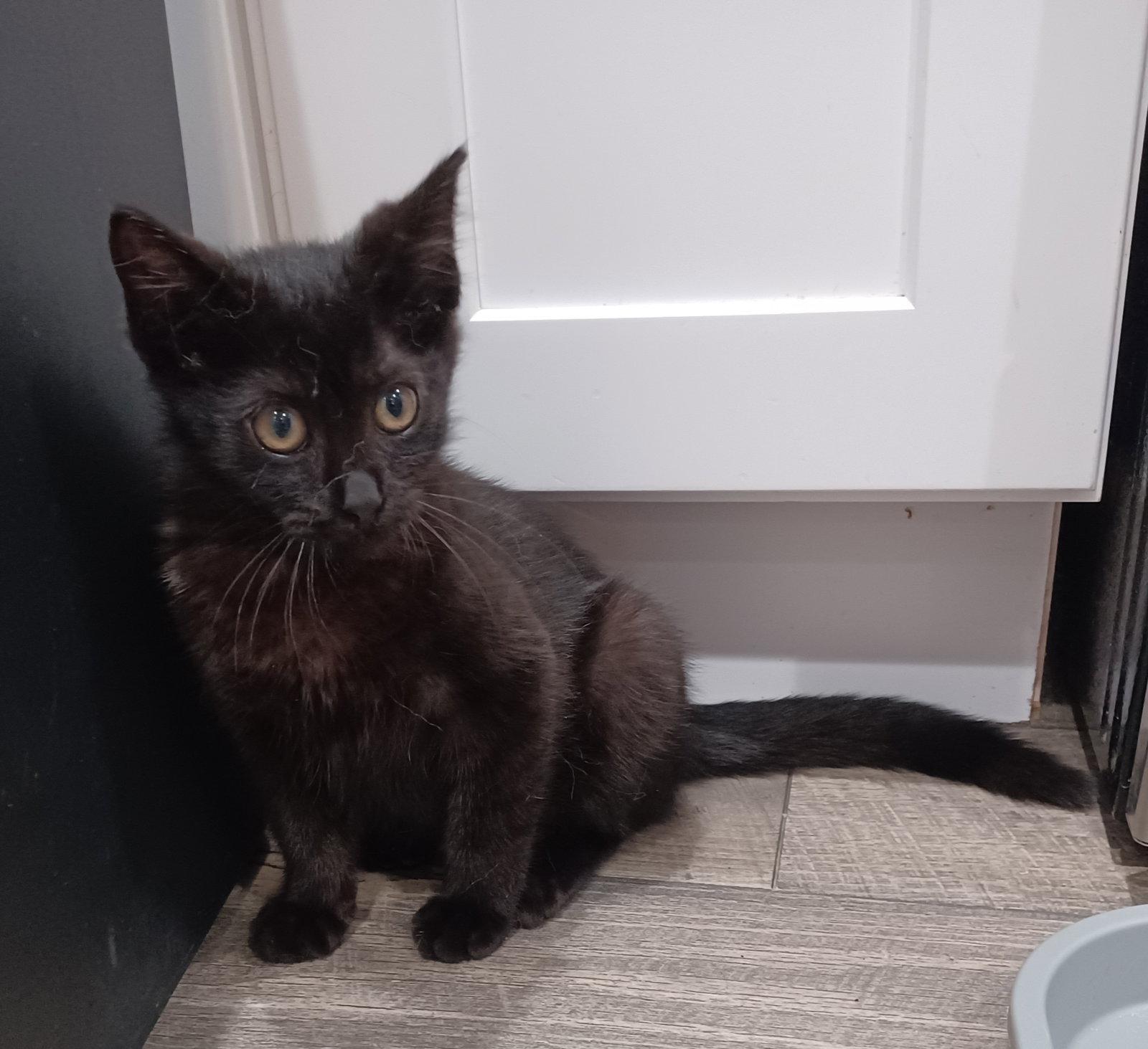 Enlarge Ajina (1347), a Adoptable Domestic Short Hair in Wesley Chapel, FL image 1/1