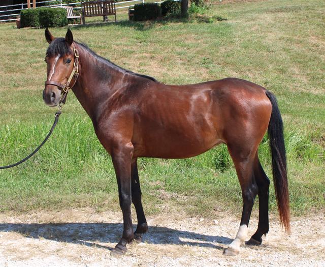 Enlarge RIDDLE, a Adoptable mixed breed in Union, MO image 3/3