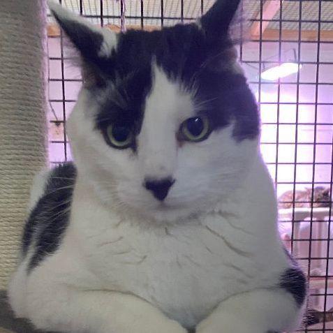 Hambone, Adult Male Domestic Short Hair
