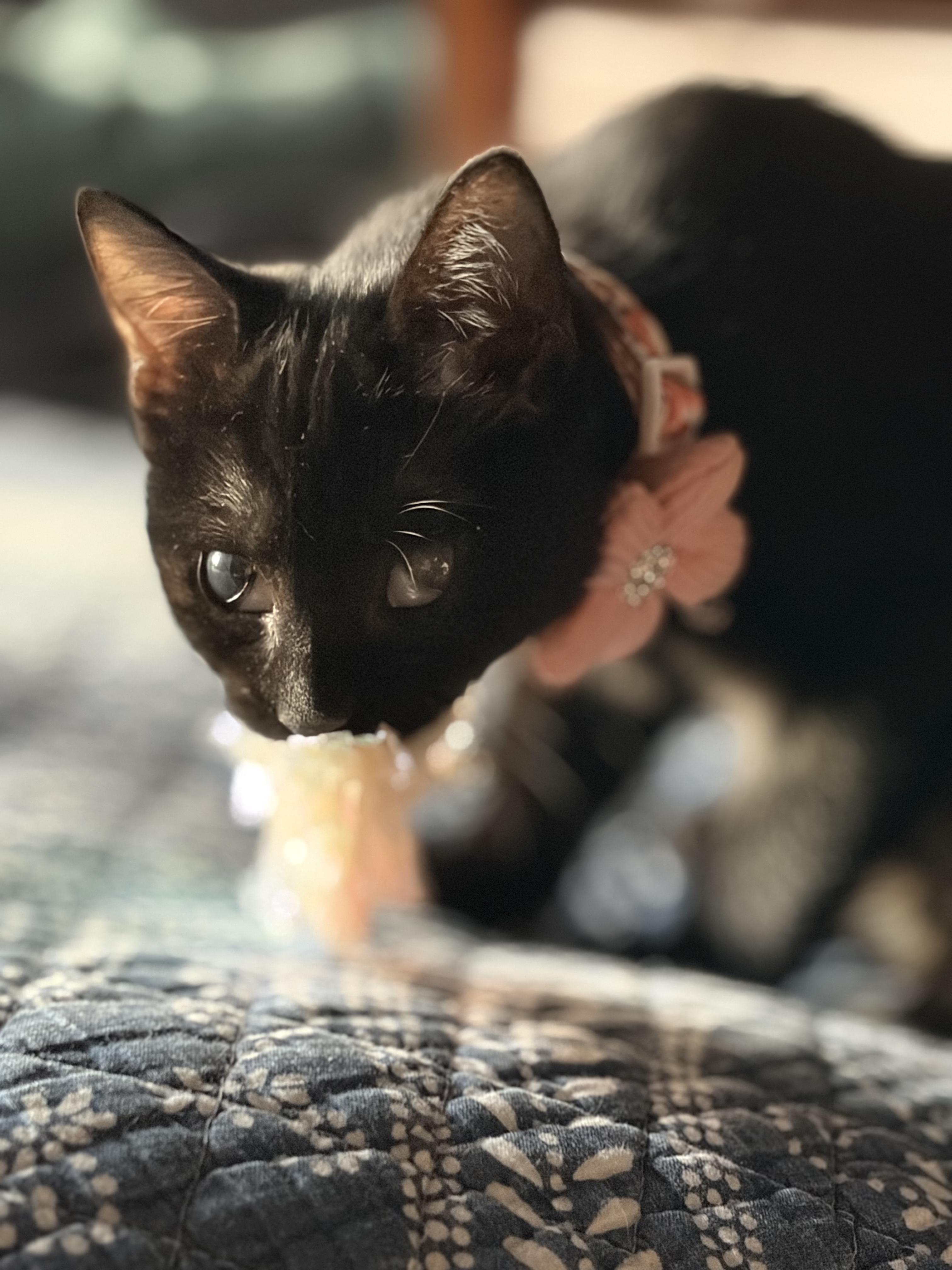 Harriet, Adoptable, Kitten Female Domestic Short Hair.