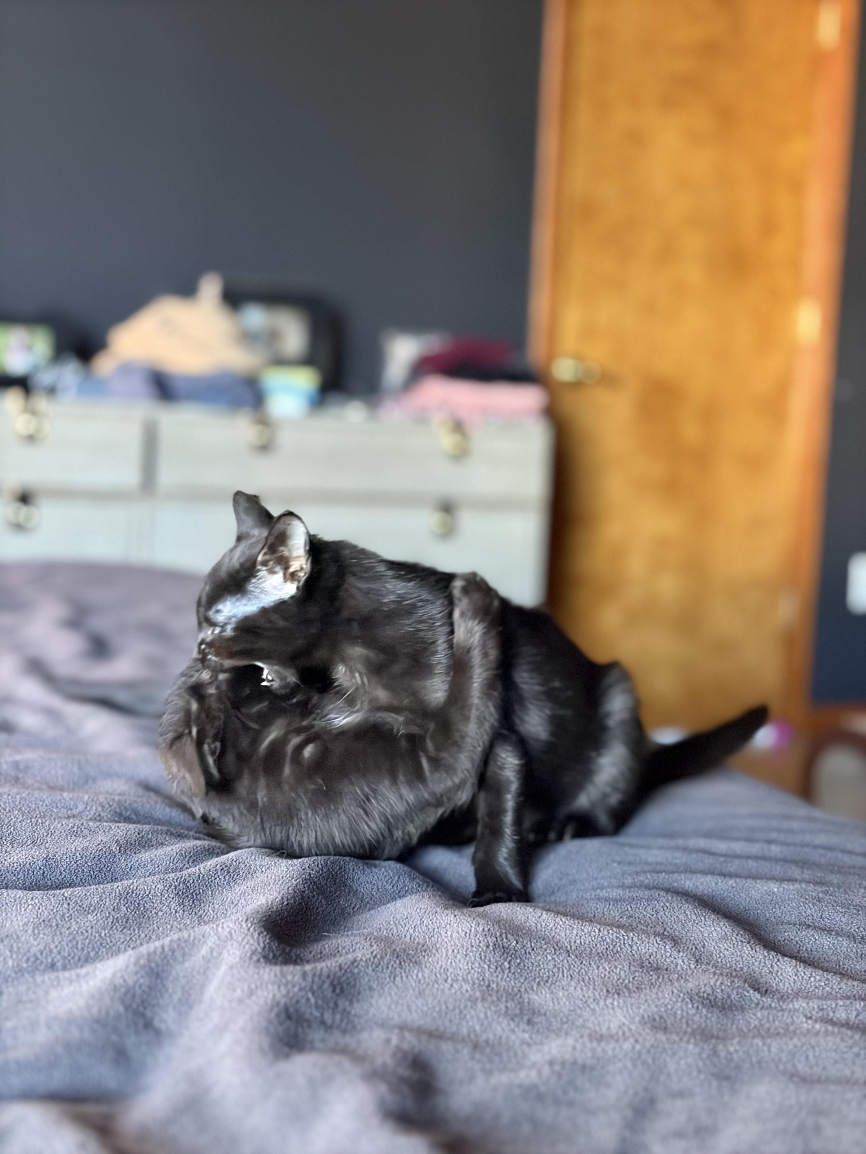 Harriet, Adoptable, Kitten Female Domestic Short Hair.