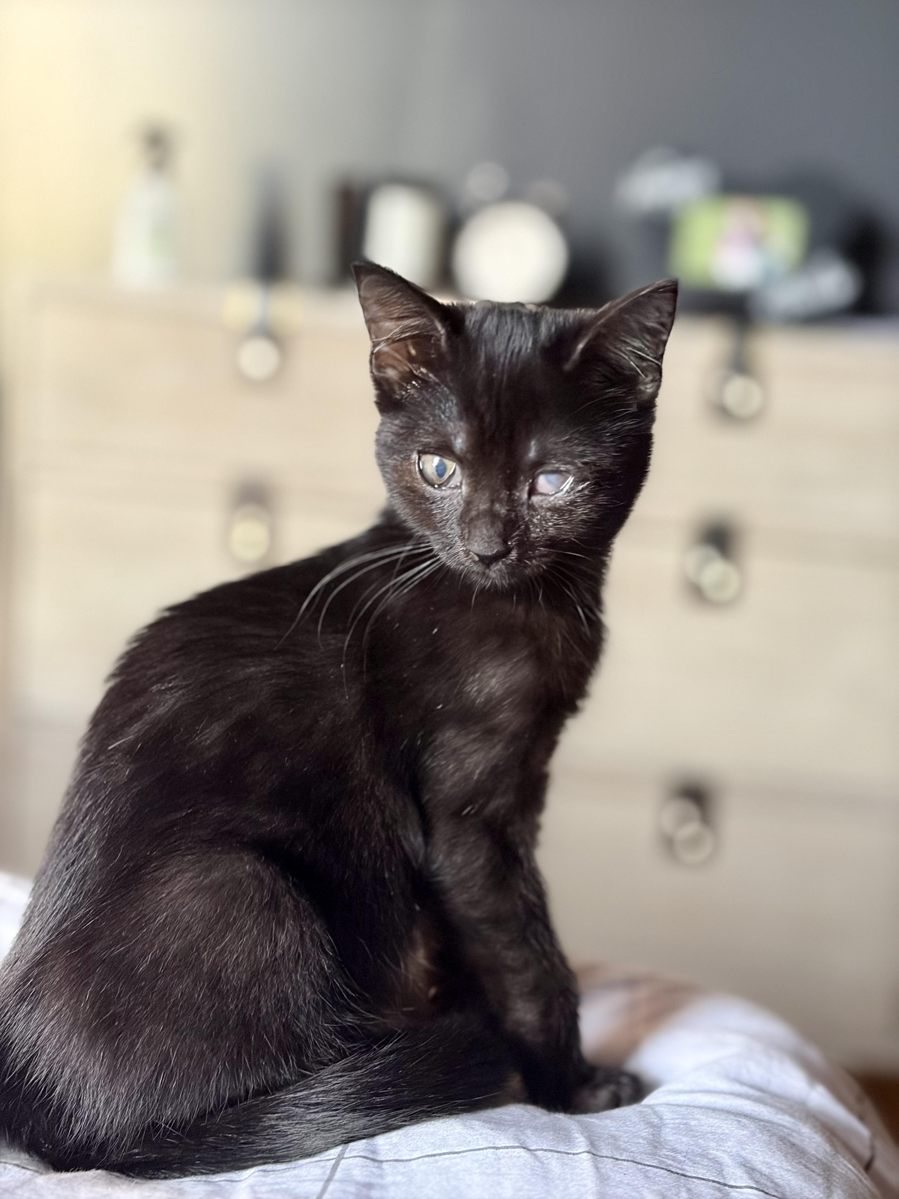 Harriet, a Adoptable Domestic Short Hair in Jersey City, NJ image 3/5