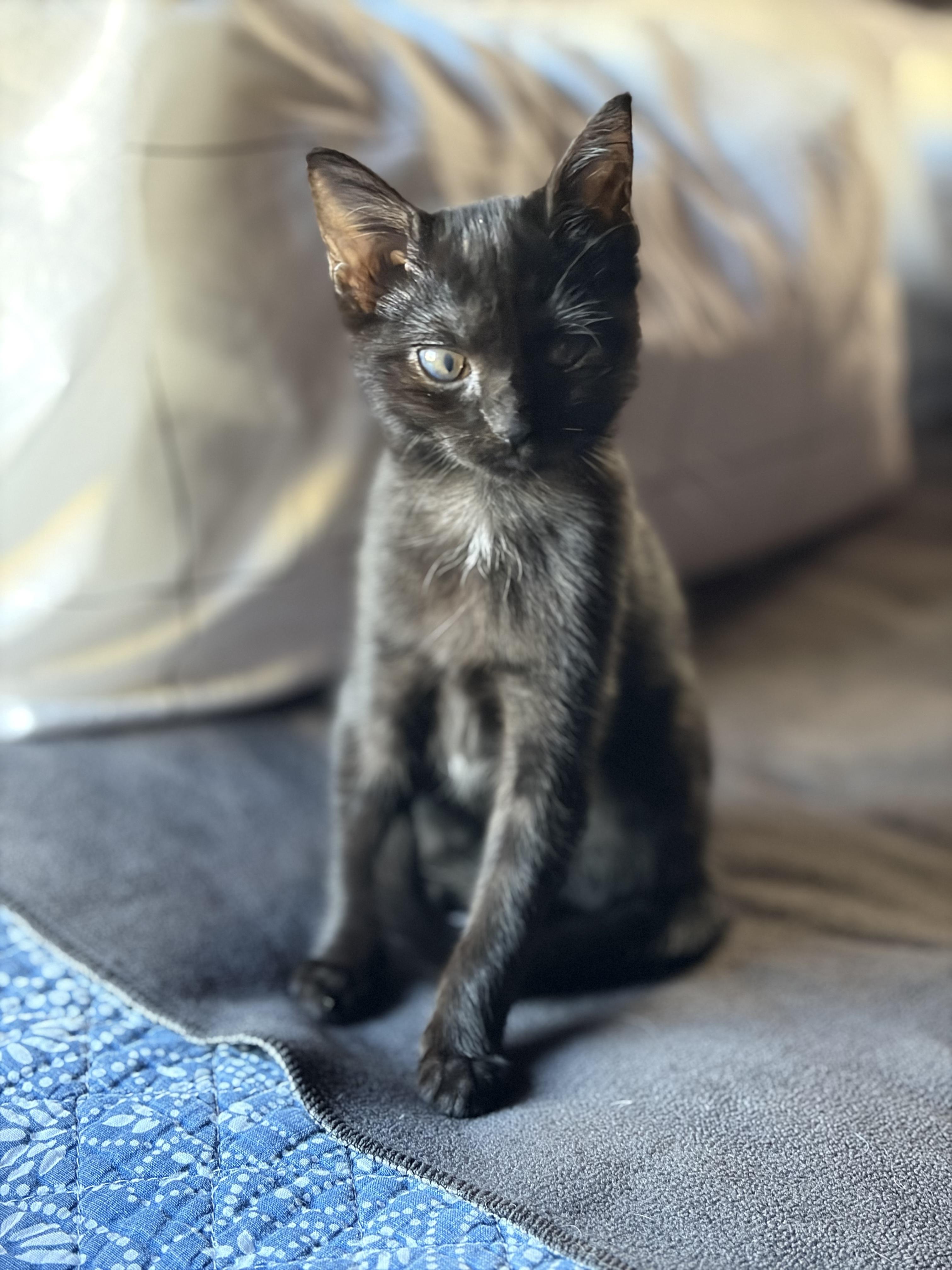 Harriet, Adoptable, Kitten Female Domestic Short Hair.