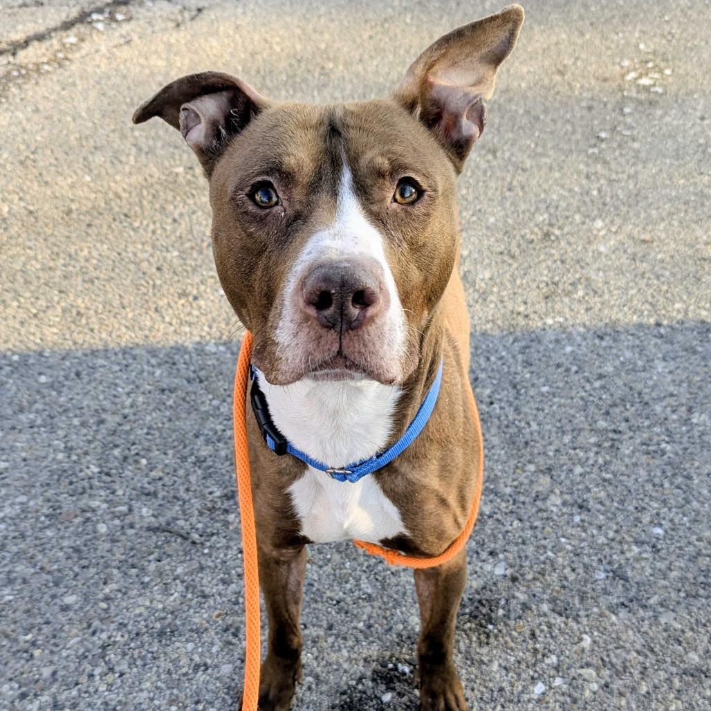 Whiskey, Adoptable, Adult Male American Staffordshire Terrier.