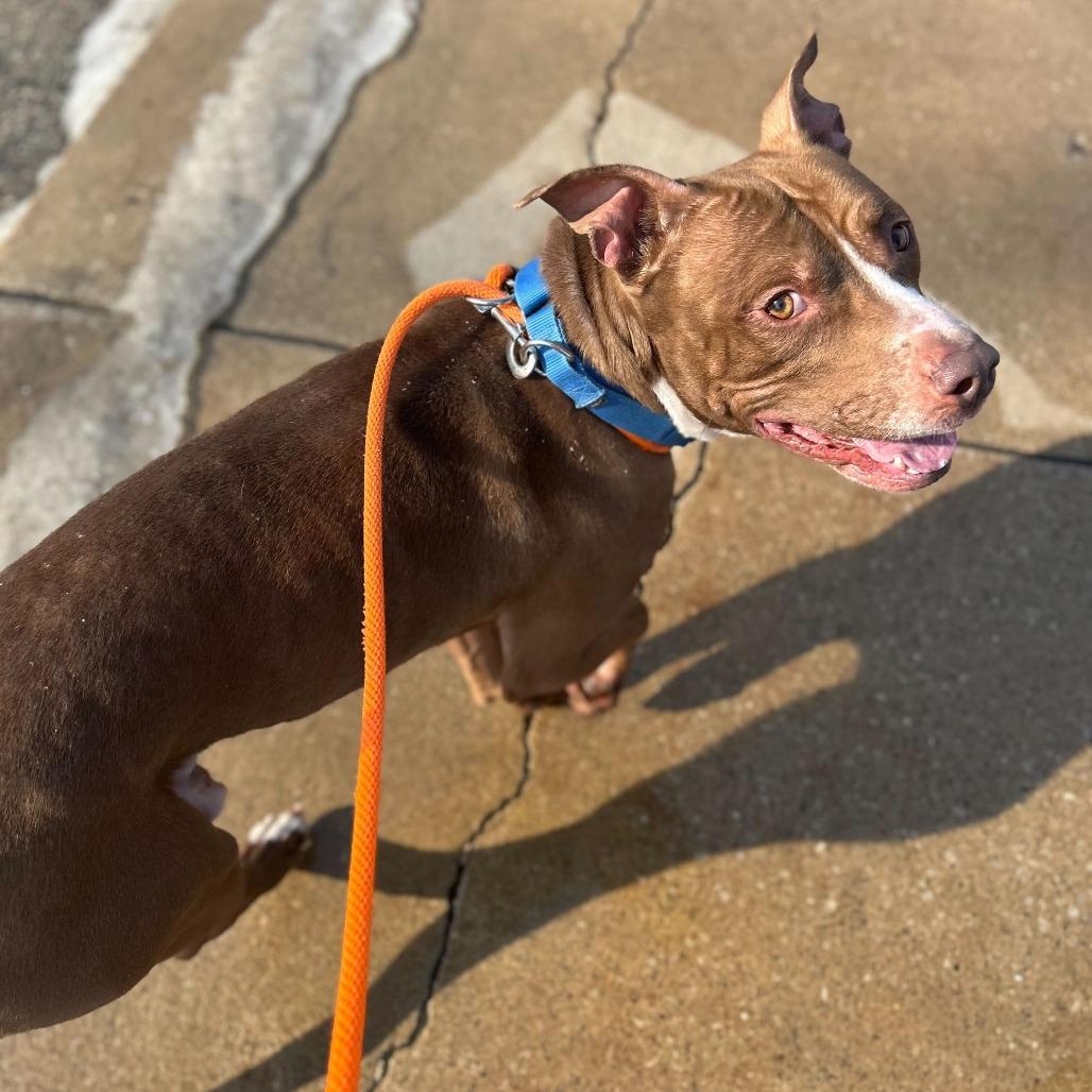 Enlarge Whiskey, a Adoptable American Staffordshire Terrier in Grand Rapids, MI image 2/6