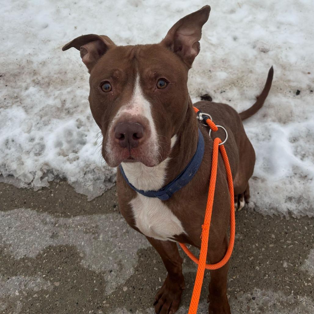 Enlarge Whiskey, a Adoptable American Staffordshire Terrier in Grand Rapids, MI image 3/6