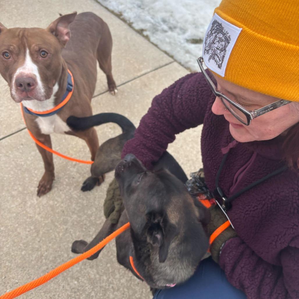 Enlarge Whiskey, a Adoptable American Staffordshire Terrier in Grand Rapids, MI image 4/6