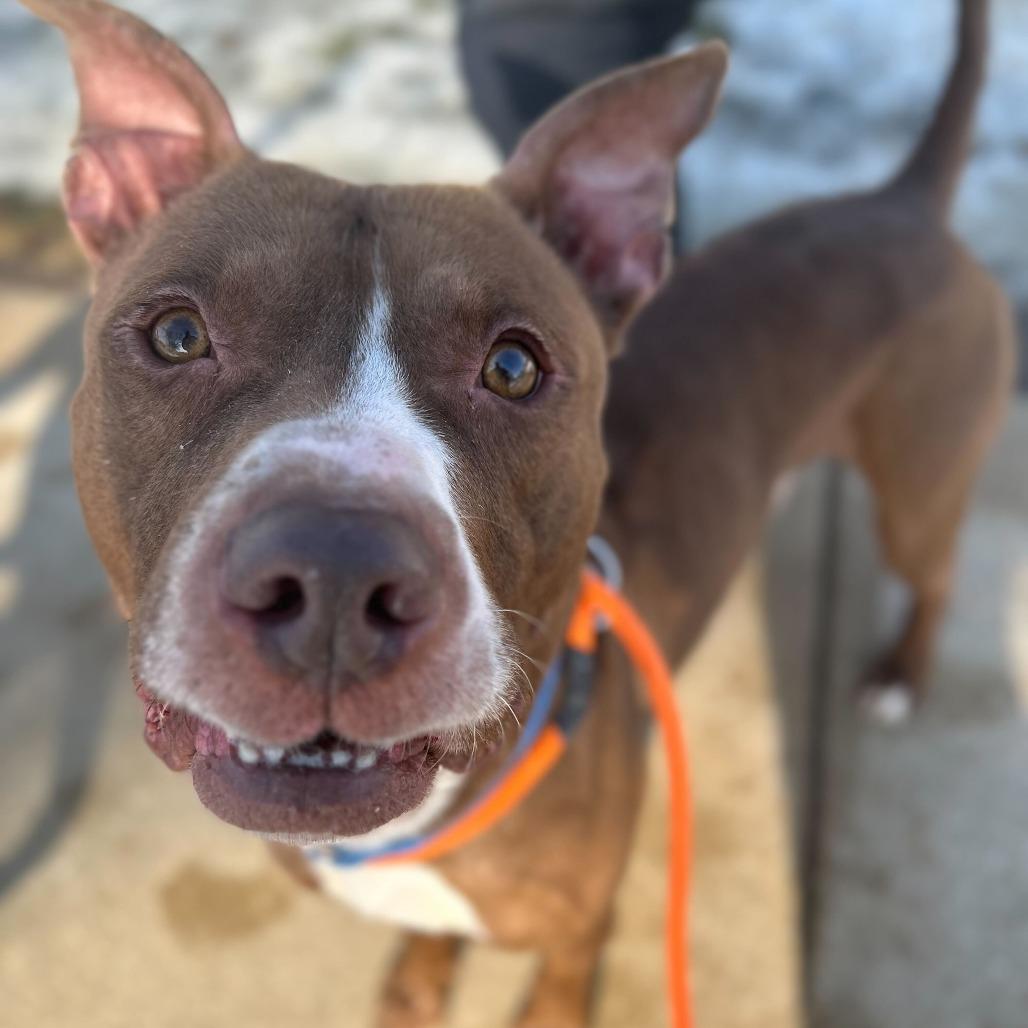 Enlarge Whiskey, a Adoptable American Staffordshire Terrier in Grand Rapids, MI image 6/6