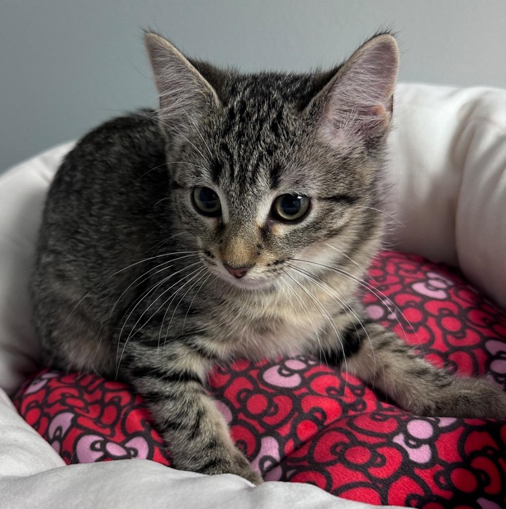 Zoe, Adoptable, Kitten Female Domestic Short Hair.