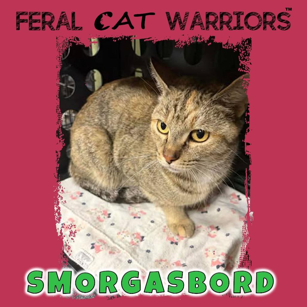Daisy / smorgasbord, Adoptable, Young Female Domestic Short Hair & Domestic Short Hair.