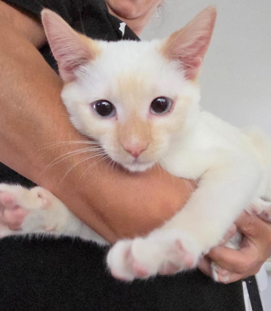 Timon, Adopted, Young Male Domestic Short Hair.