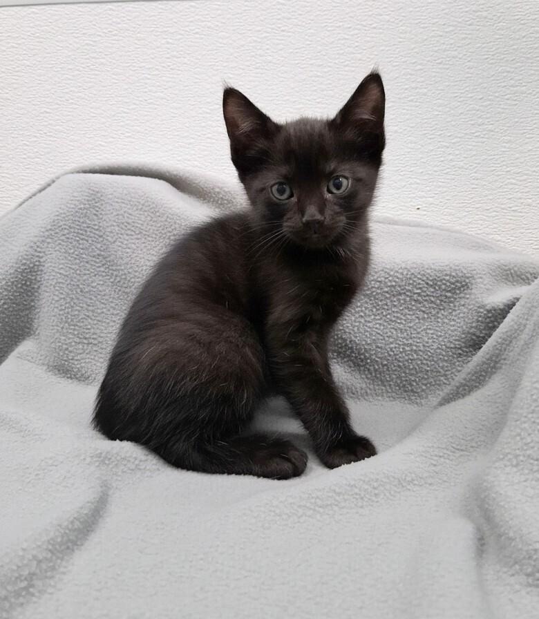 Enlarge Wild Bill, a Adoptable Domestic Short Hair in Westfield, WI image 1/2