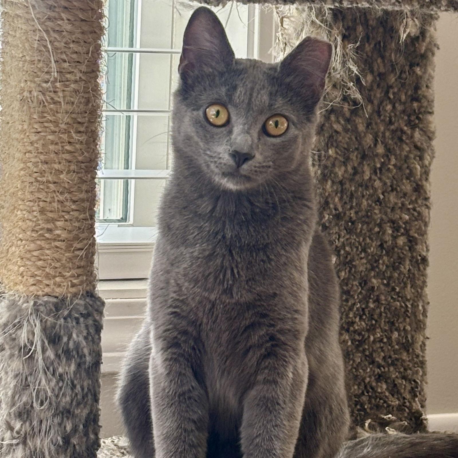 Baskin, Adoptable, Young Female Domestic Short Hair.