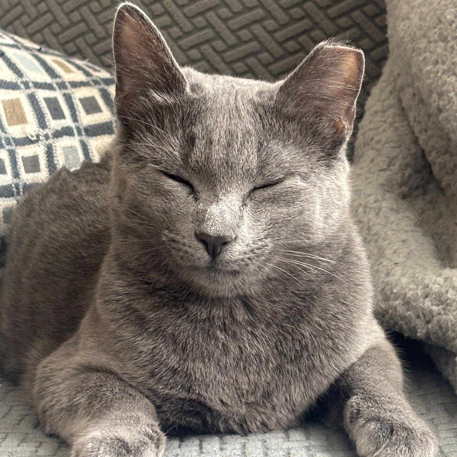 Baskin, a Adoptable Domestic Short Hair in Winchendon, MA image 2/2