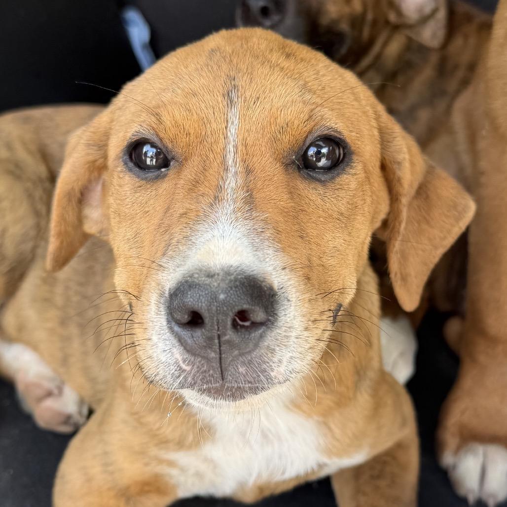 Rebecca, Adoptable, Young Female Mastiff.