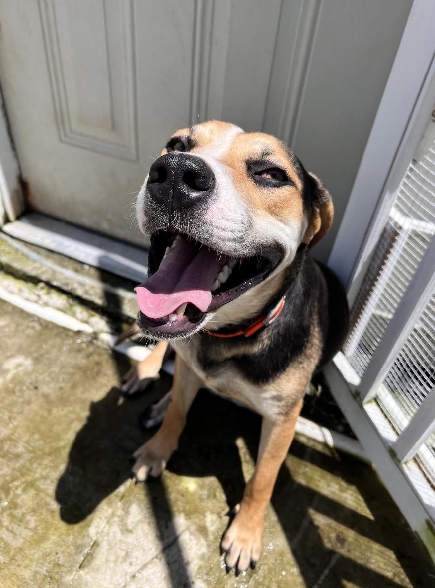 Enlarge Roscoe, a Adoptable mixed breed in Woburn, MA image 1/5