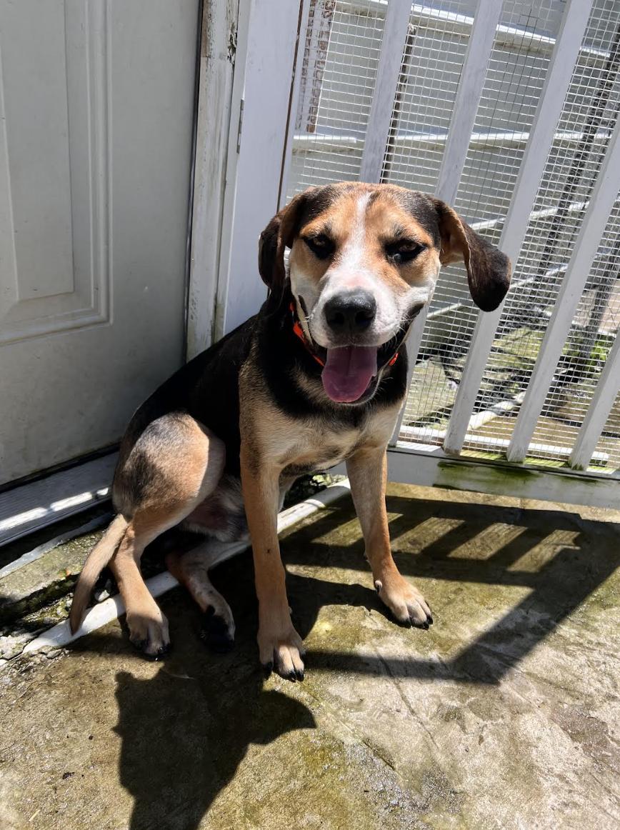 Enlarge Roscoe, a Adoptable mixed breed in Woburn, MA image 2/5